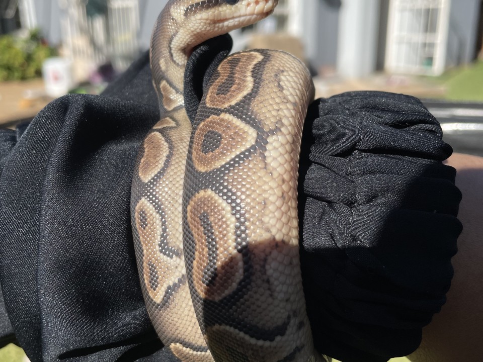 Ball Python Cinnamon Ball Python