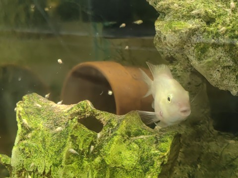 Zenobia photo 2