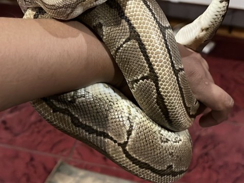 Ball Python — Pinstripe Spark