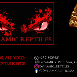 Dynamic Reptiles logo