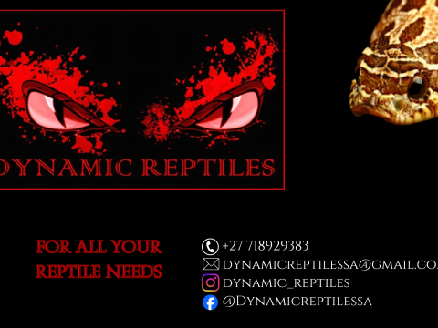 Dynamic Reptiles logo