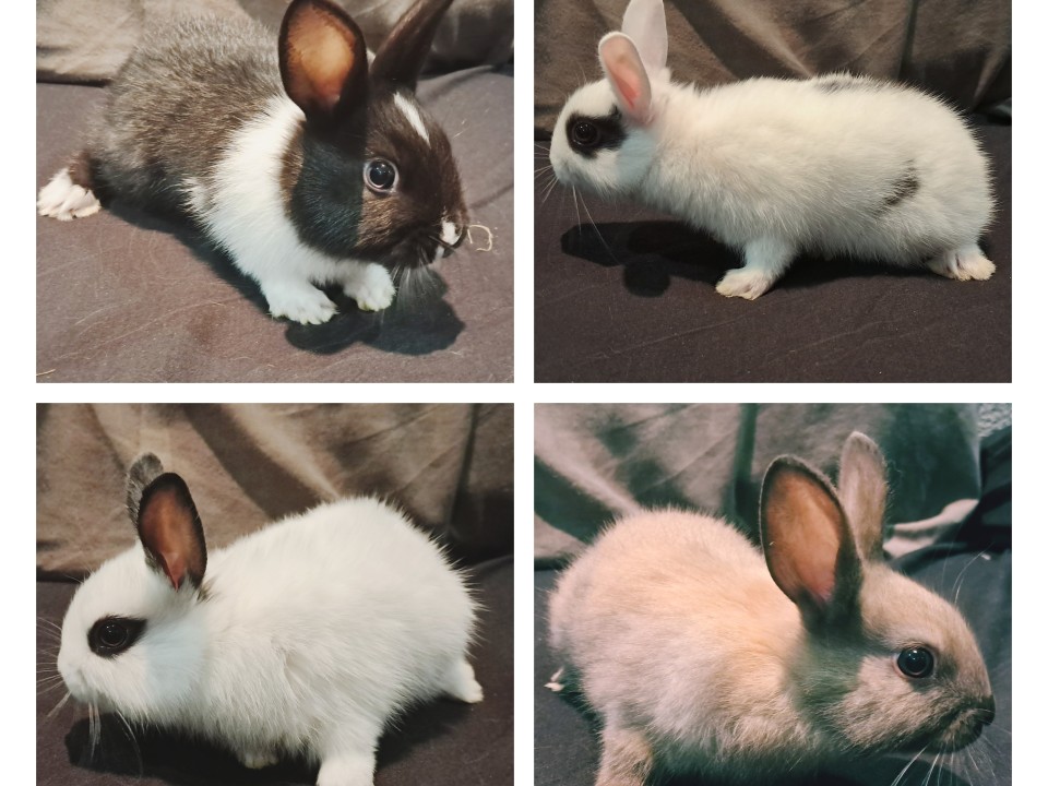 Rabbit (Domestic) Baby half dwarves