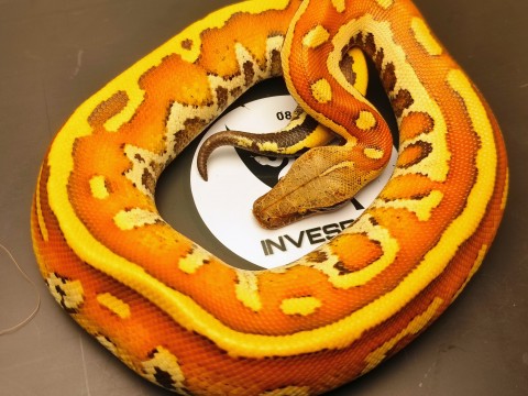 Invesrep photo 3