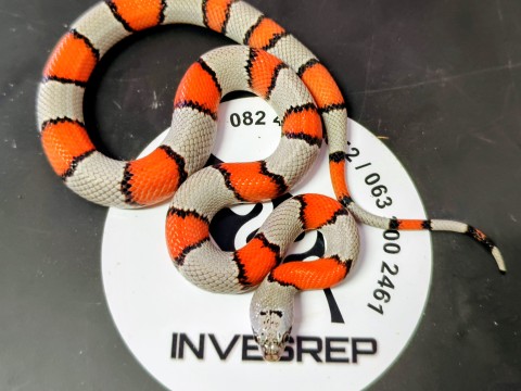 Invesrep photo 8