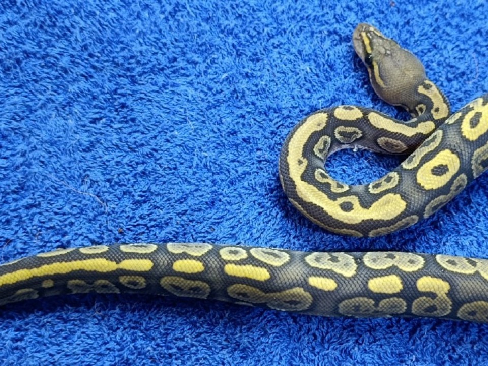 Ball Python Mahogany hypo
