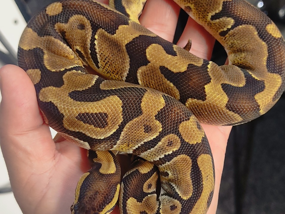 Ball Python Enchi 100% het pied 100% het Axanthic