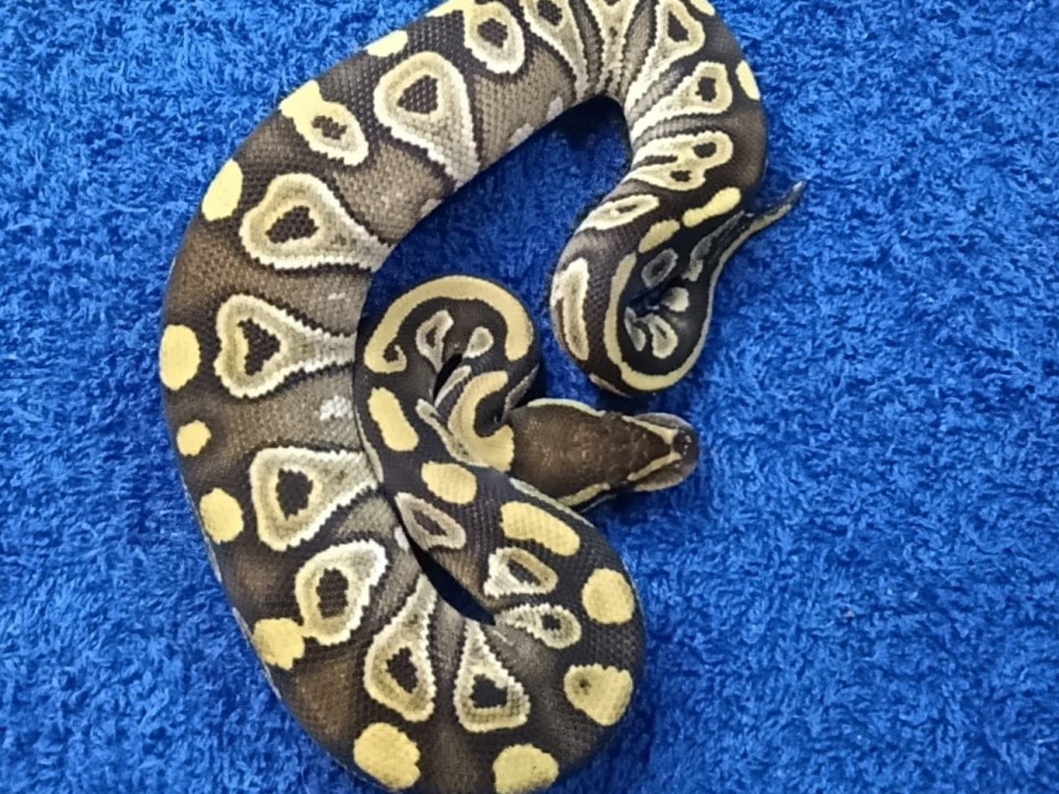 Ball Python Mojave 66% het hypo