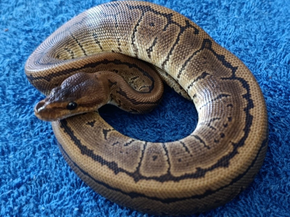 Ball Python Pinstripe 66% het ultramel