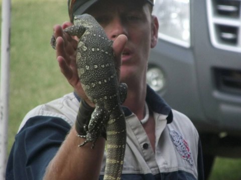 Predator Reptile and Animals photo 1