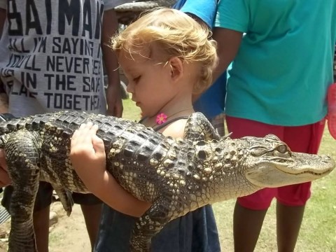 Predator Reptile and Animals photo 2