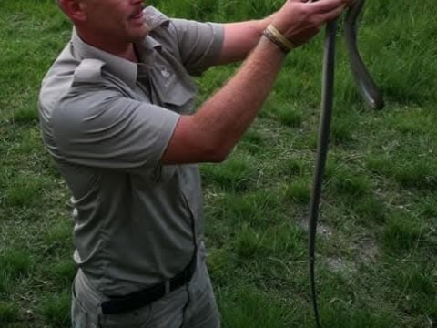 Predator Reptile and Animals photo 4