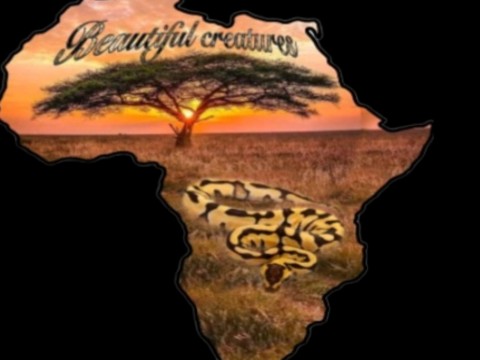 Beautiful Creatures logo