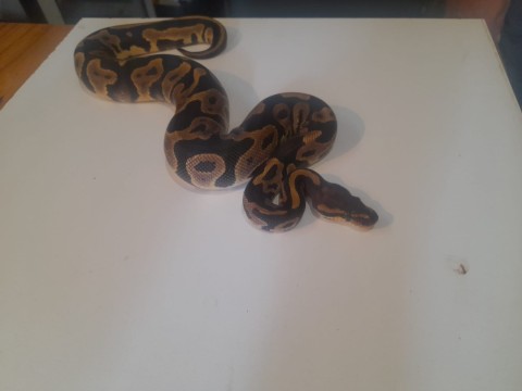 Ball Python — Leopard ball python
