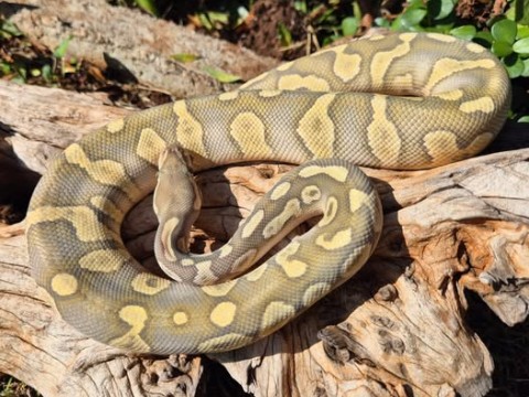 Upscale Reptiles photo 7