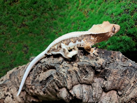 Crested gecko photo 1