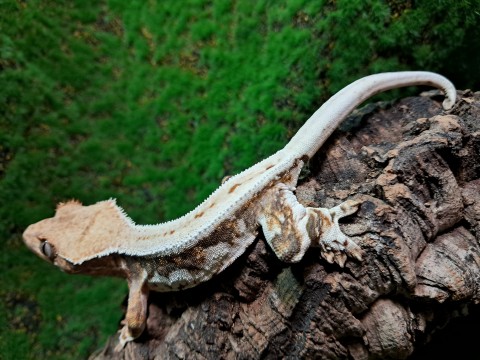 Crested gecko photo 2