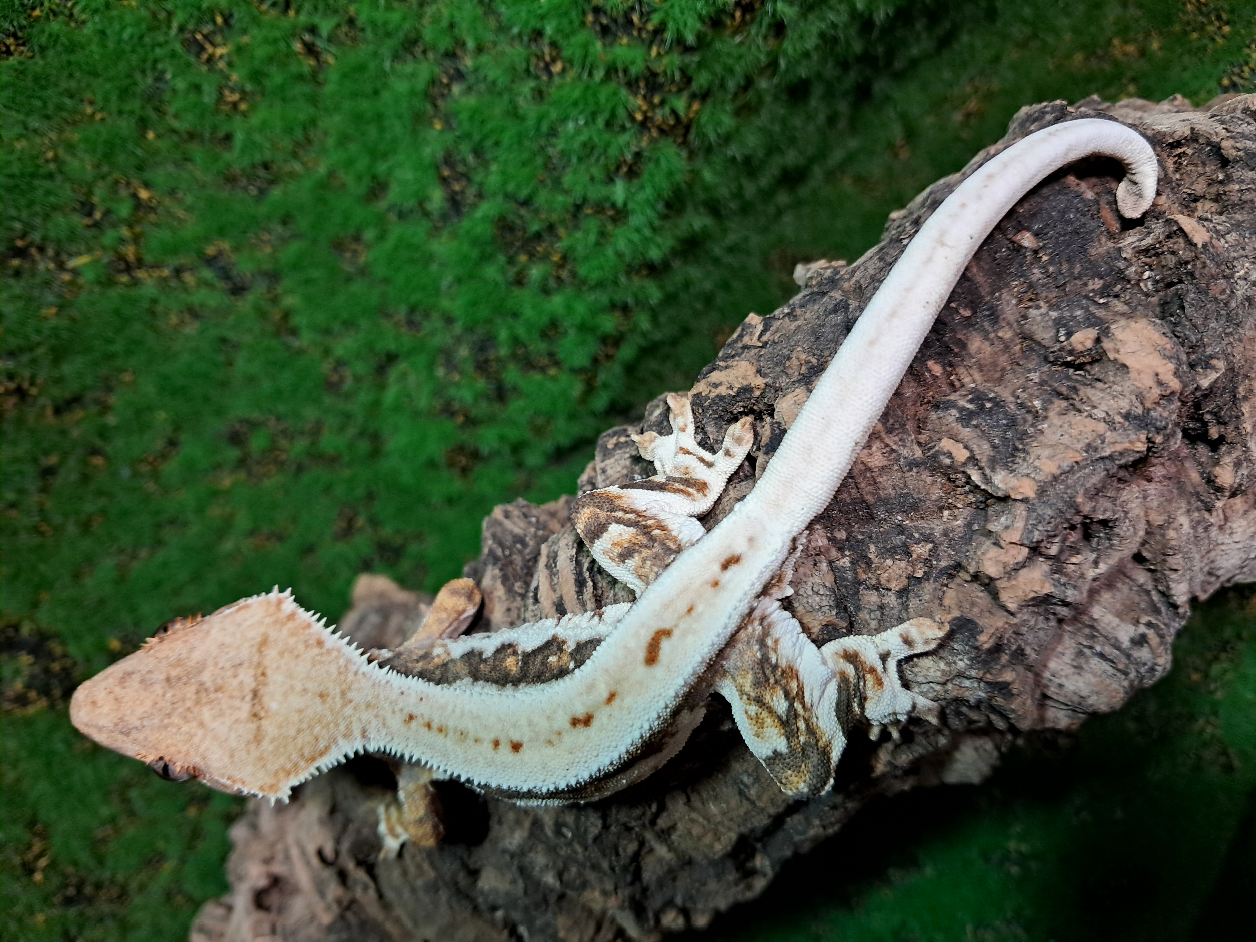 Crested gecko photo 3