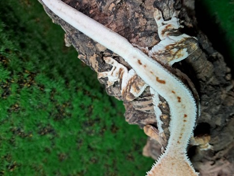 Crested gecko photo 3