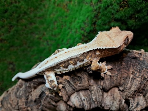 Crested gecko photo 4