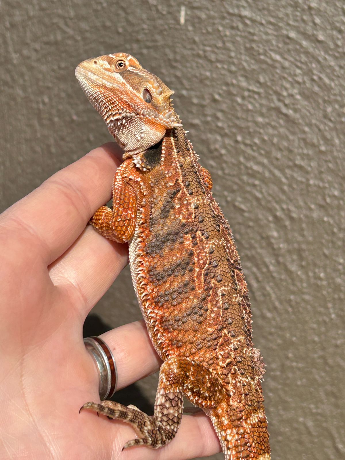 Bearded Dragon SOLD!!!! Red Tiger Blue Bar Het Hypo Het Translucent