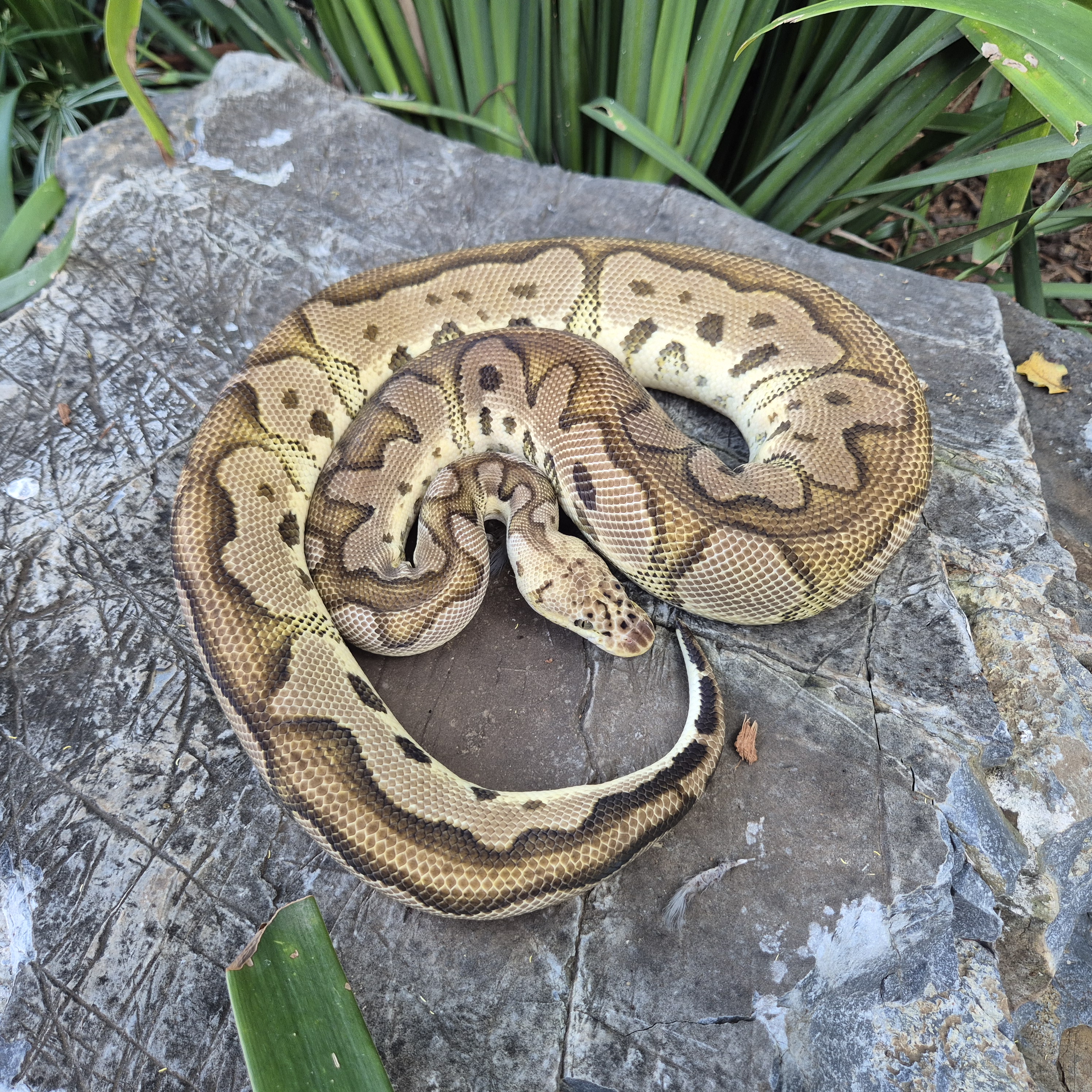 Ball Python Pastel Clown
