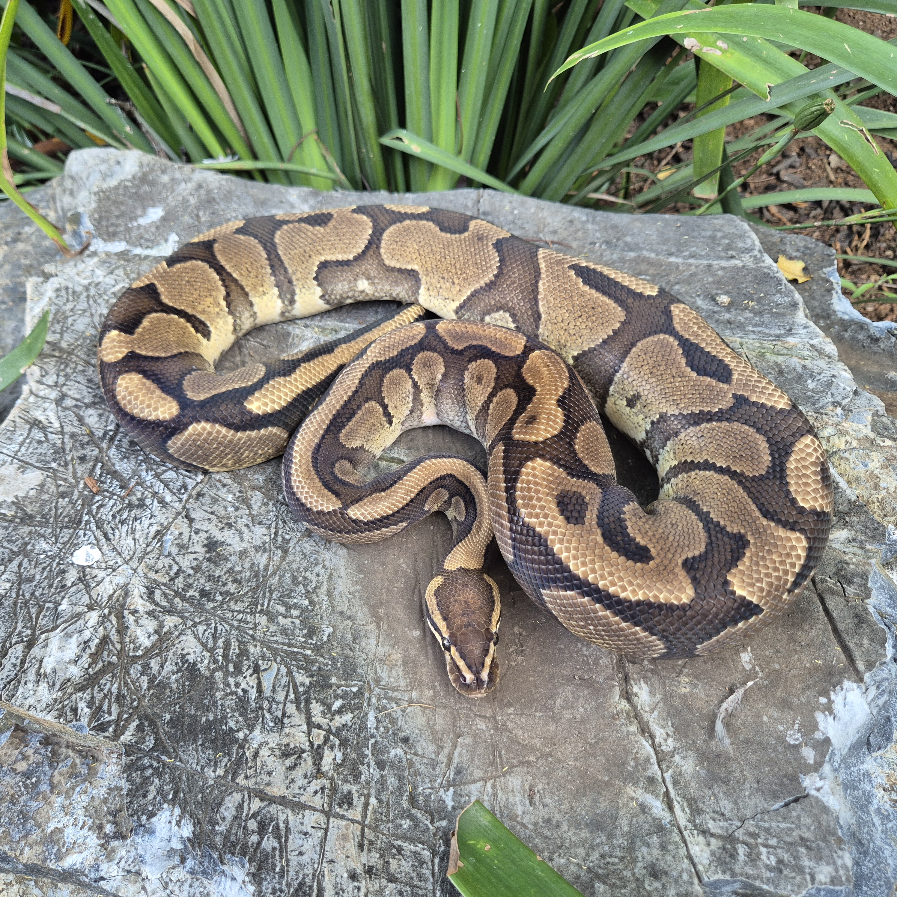 Ball Python Red Stripe Yellow Belly