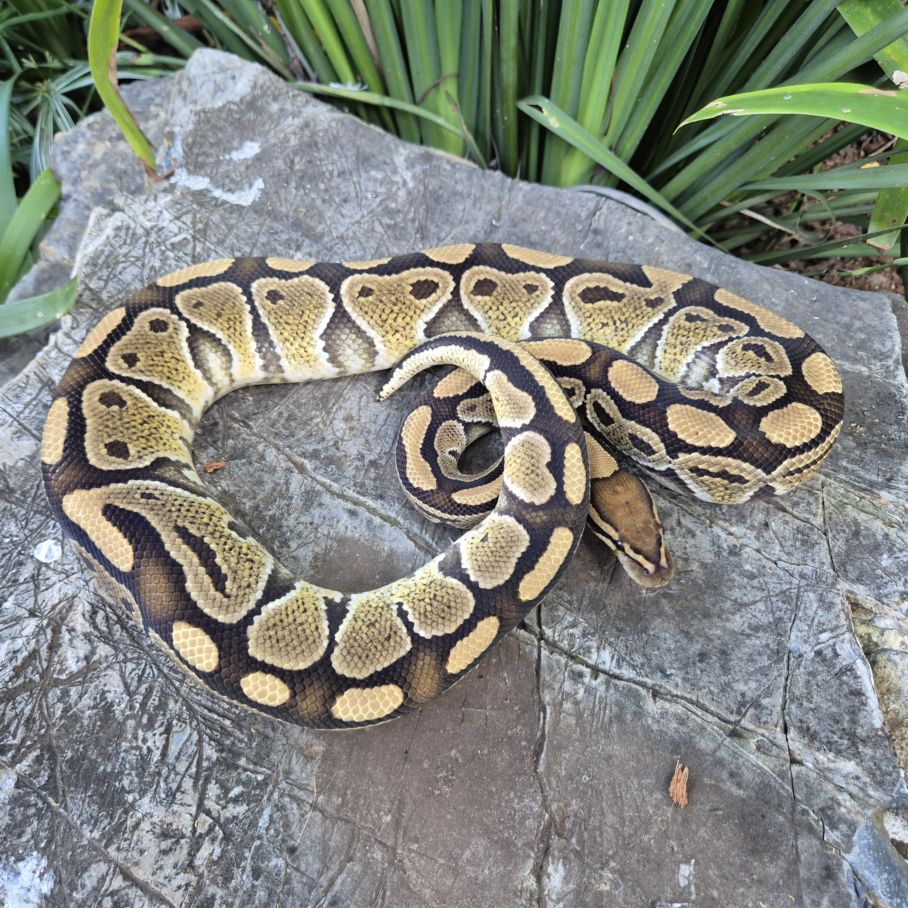 Ball Python Special Het Clown