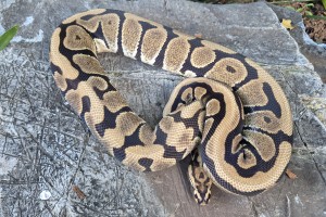 Spotnose Het Albino Het Clown