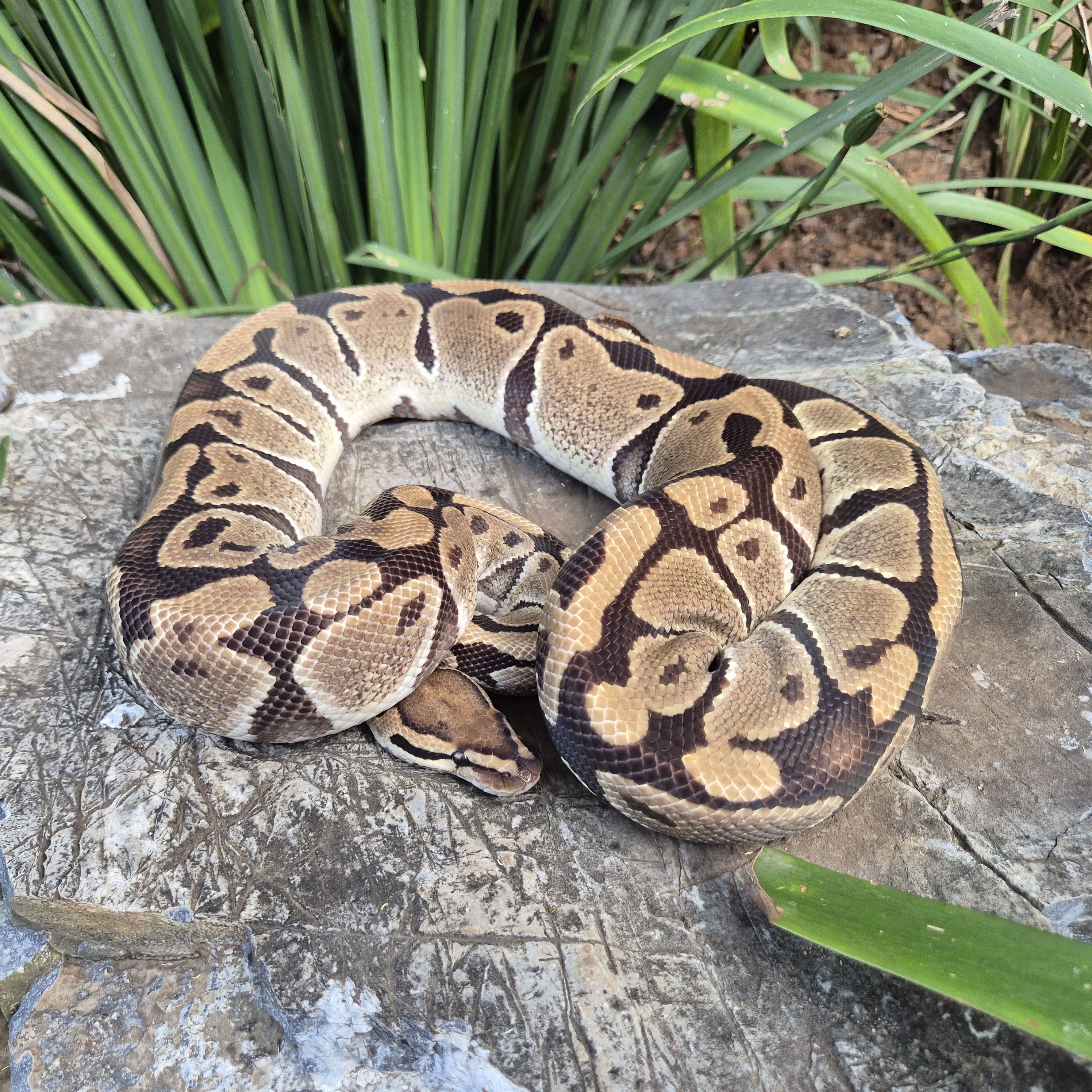 Ball Python 100% Double Het Clown Piebald 66% Possible Het Lavender Albino