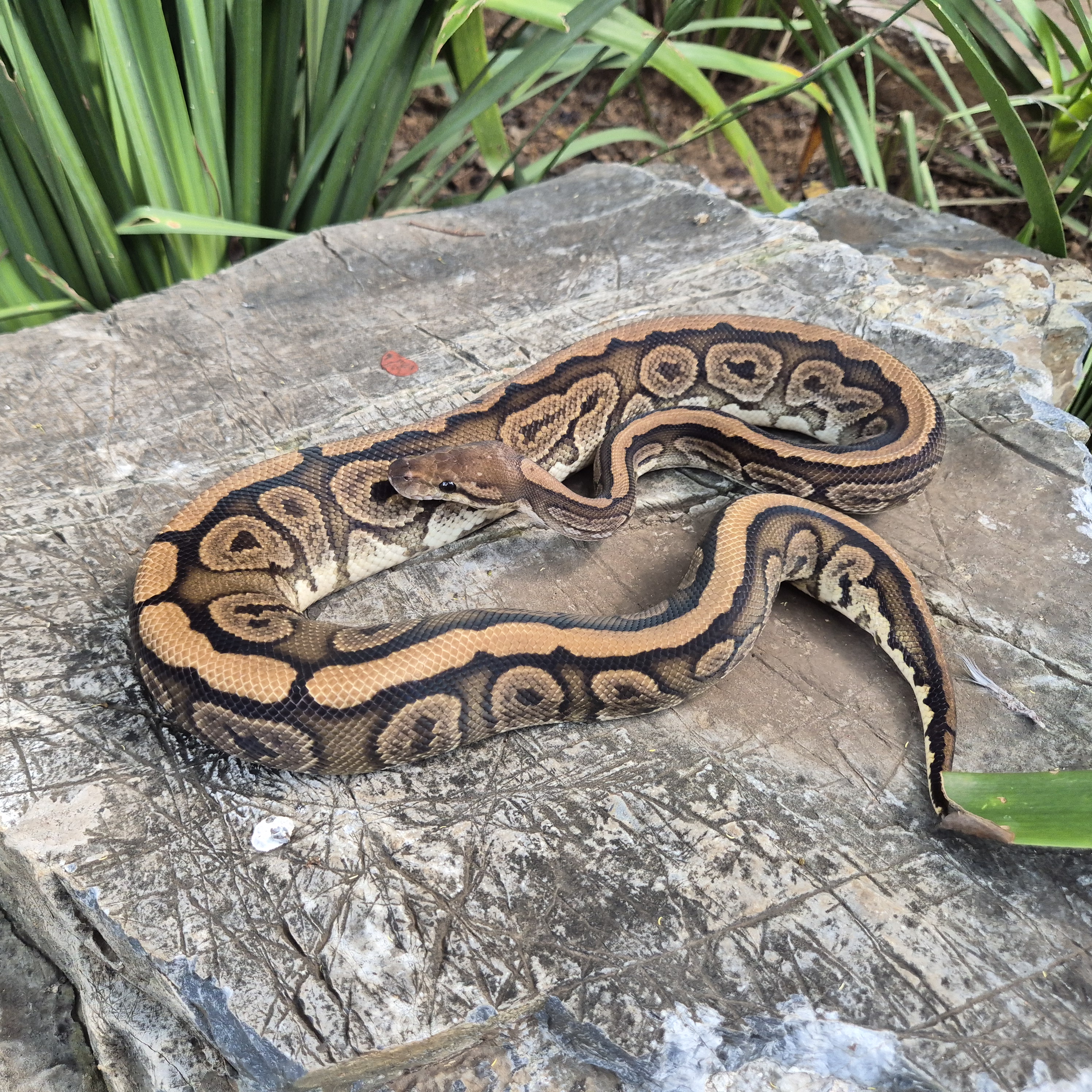 Ball Python Black Pastel Red Stripe