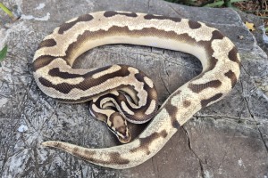 Leopard Orange Dream Vanilla Het Pied 66% Possible Het Clown