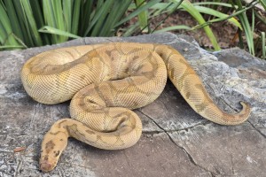Hidden Gene Woma Clown 50% Possible Het Piebald