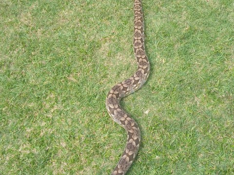 Dumeril Boa Trio photo 1