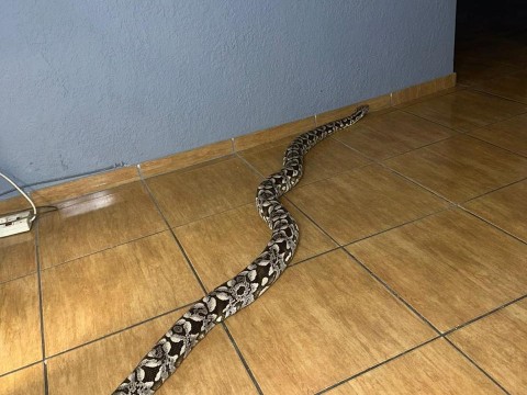 Dumeril Boa Trio photo 2