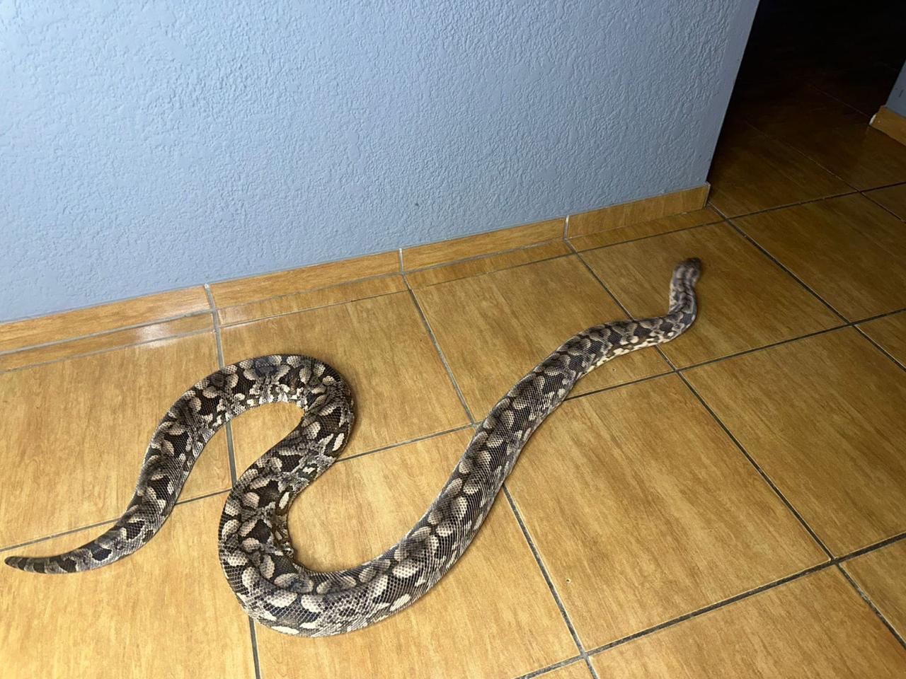 Image of Dumeril Boa Trio 3