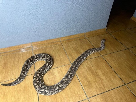 Dumeril Boa Trio photo 3