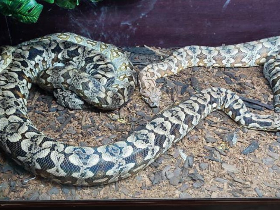 Boa Constrictor Dumeril Boa Trio