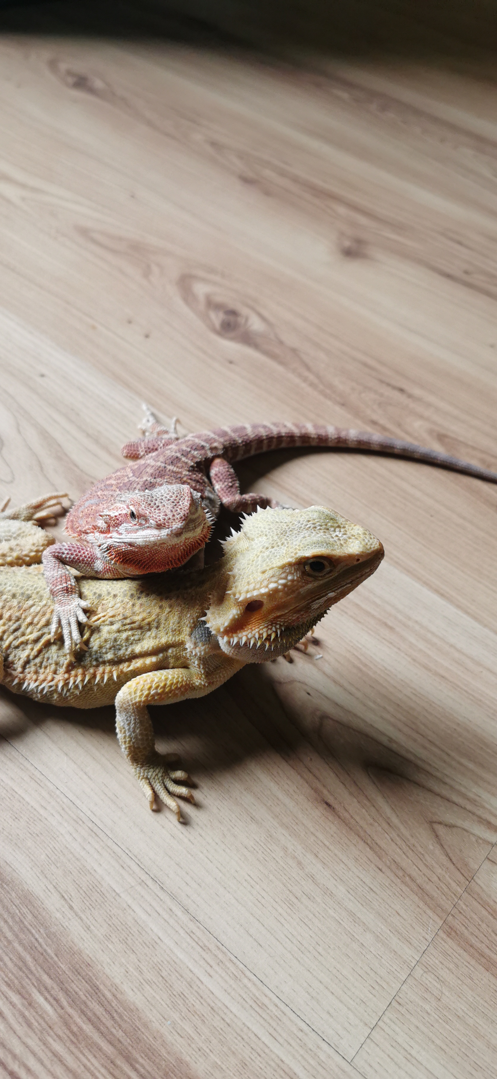 SJ Trollip cover image