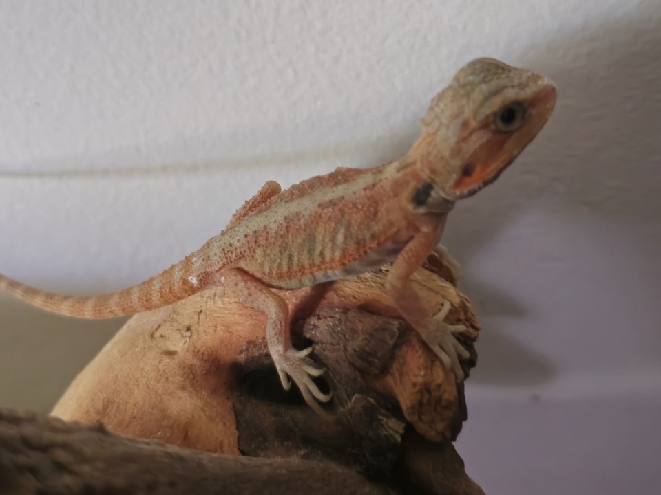 Bearded Dragon Red translucent 001