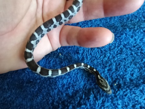 Anery 100% het Stripe pos het albino pos het Anery corn snake photo 1