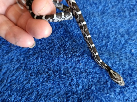 Anery 100% het Stripe pos het albino pos het Anery corn snake photo 2