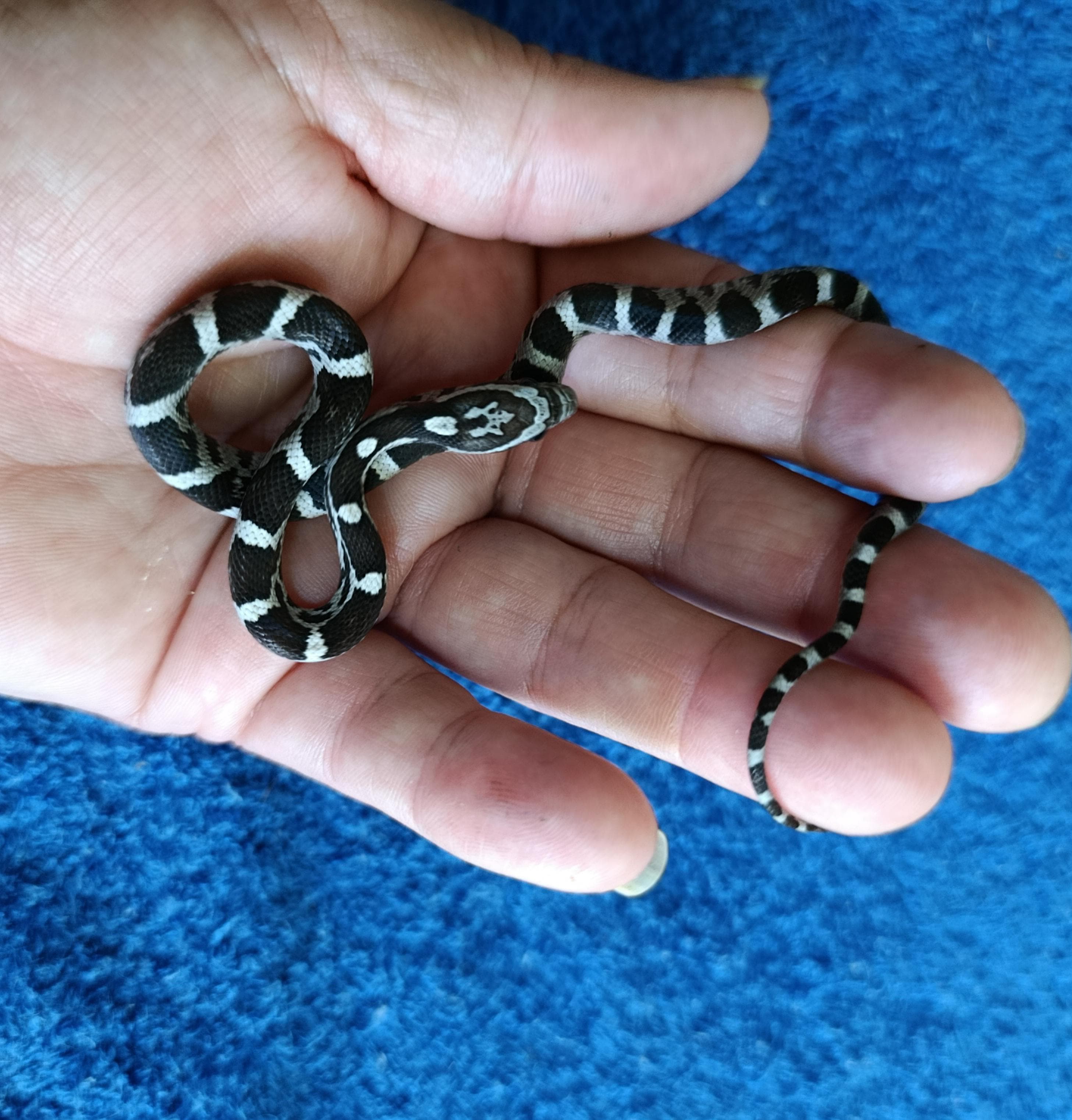 Corn Snake Anery 100% het Stripe pos het albino pos het Anery corn snake