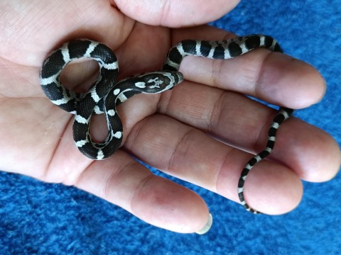 Corn Snake — Anery 100% het Stripe pos het albino pos het Anery corn snake