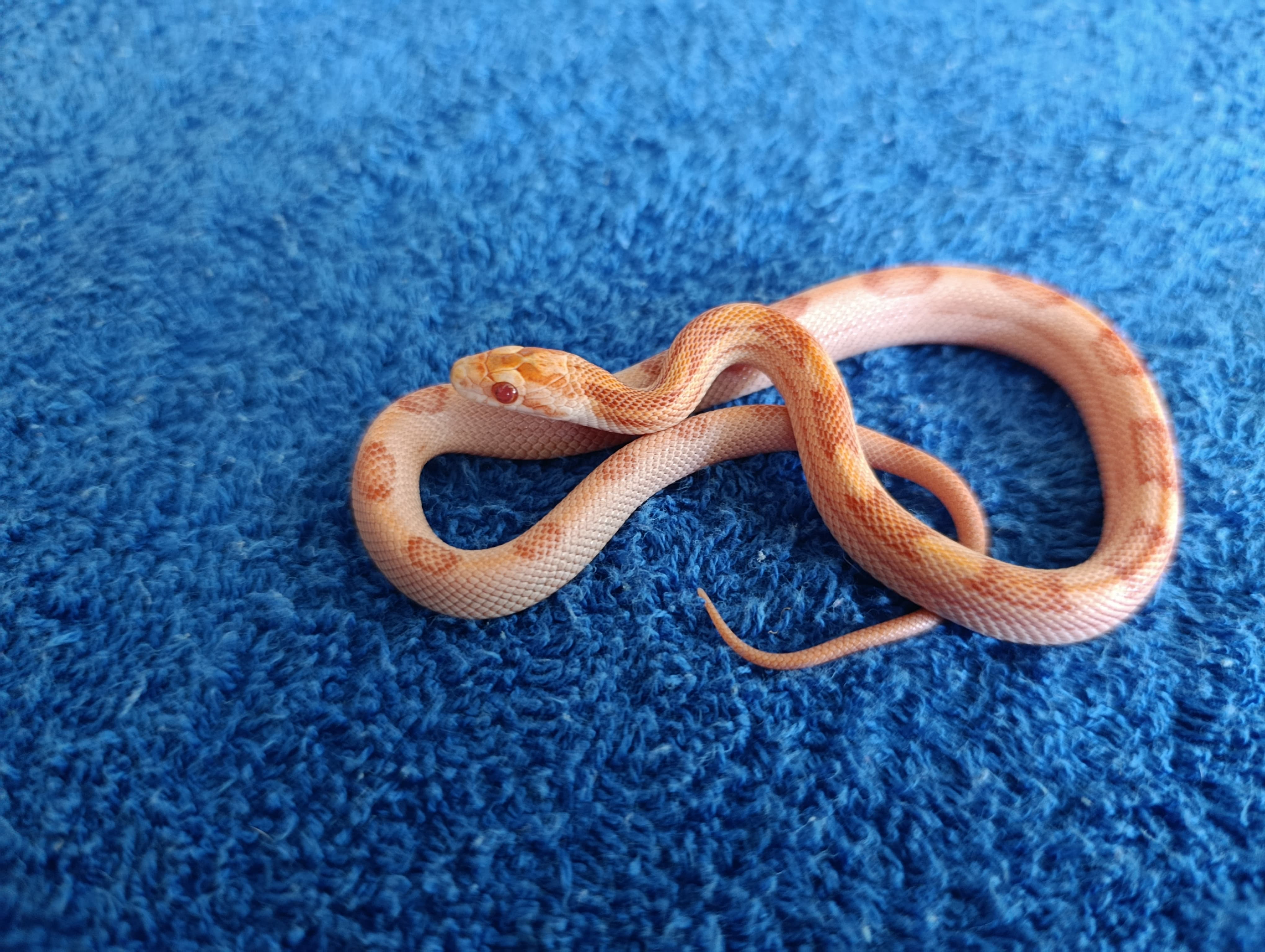 Corn Snake Albino Sunspot 100% het Anery corn snake