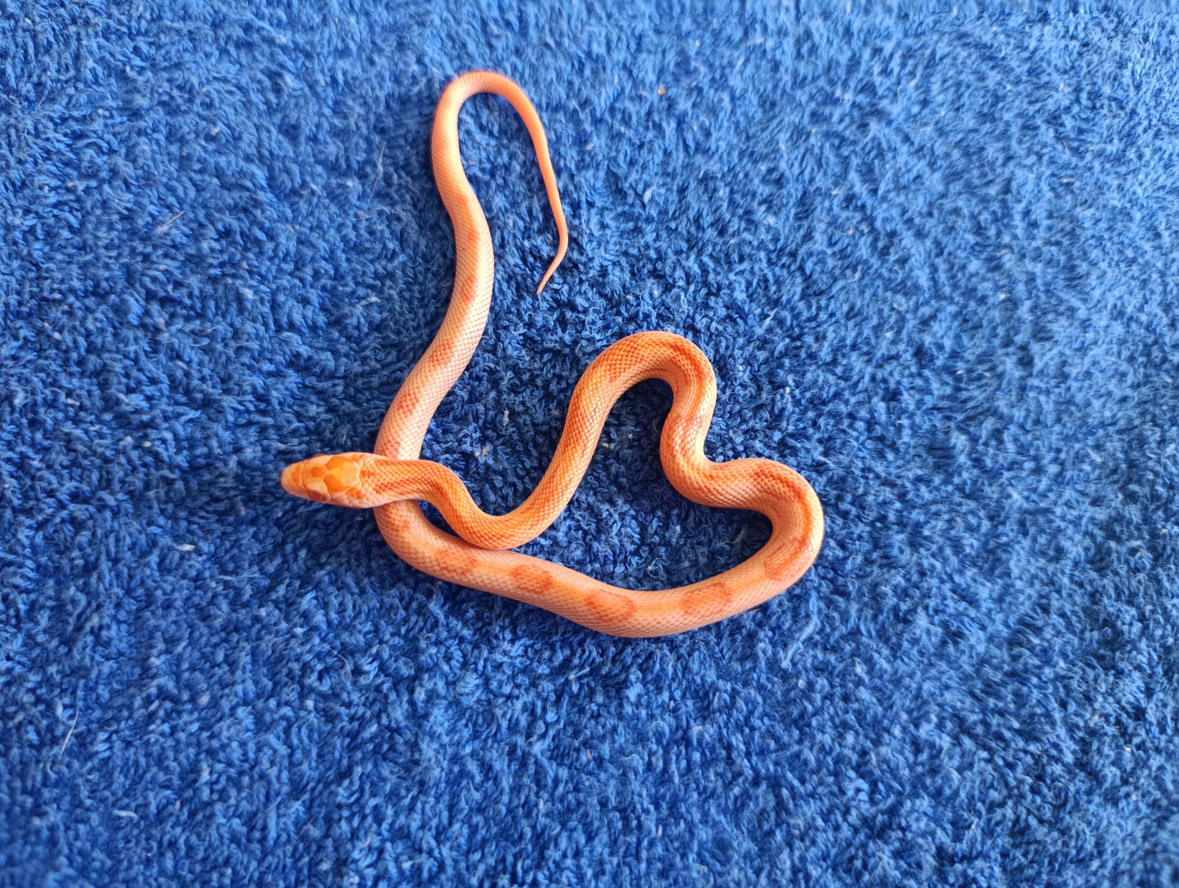 Corn Snake Albino Sunspot 100% het Anery corn snake