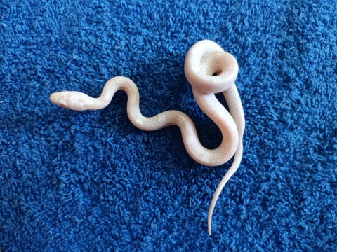 Corn Snake — Snow hurricane motley corn snake
