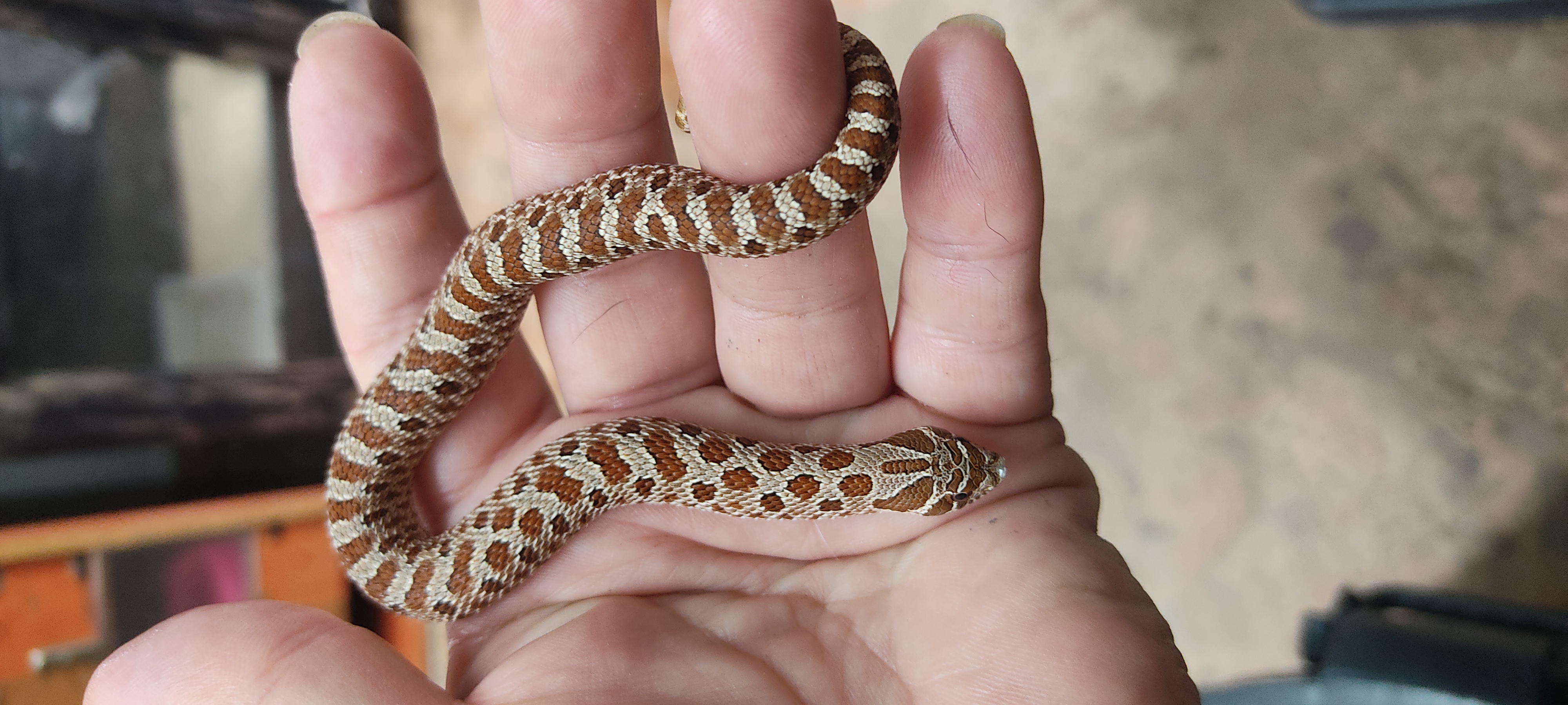 Western Hognose Cinder 100% het Albino hognose