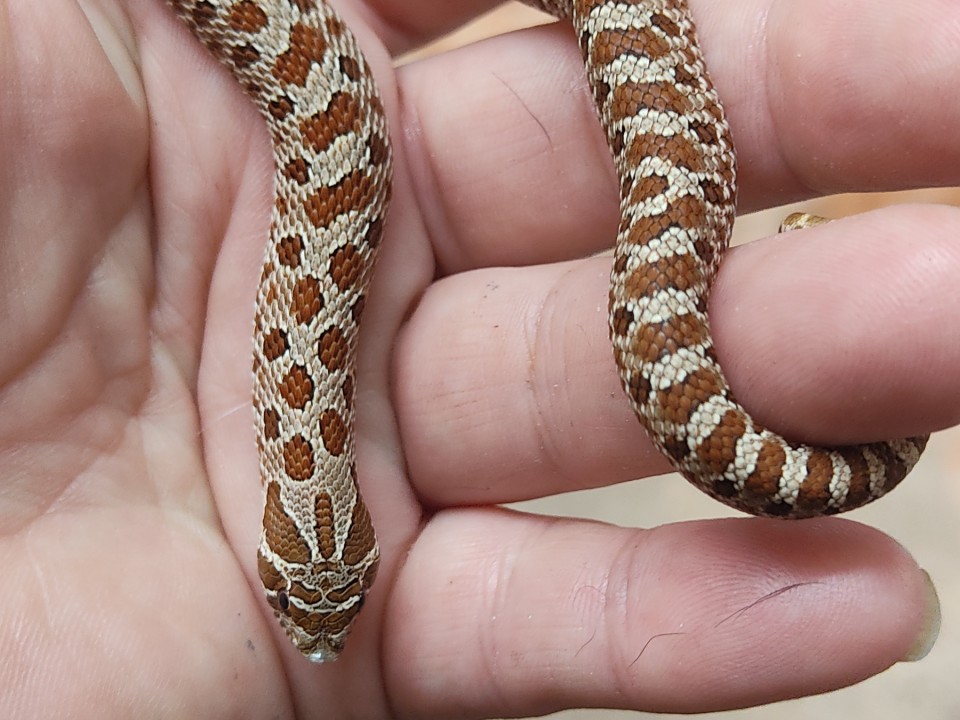 Western Hognose Citrus 100% het Albino hognose