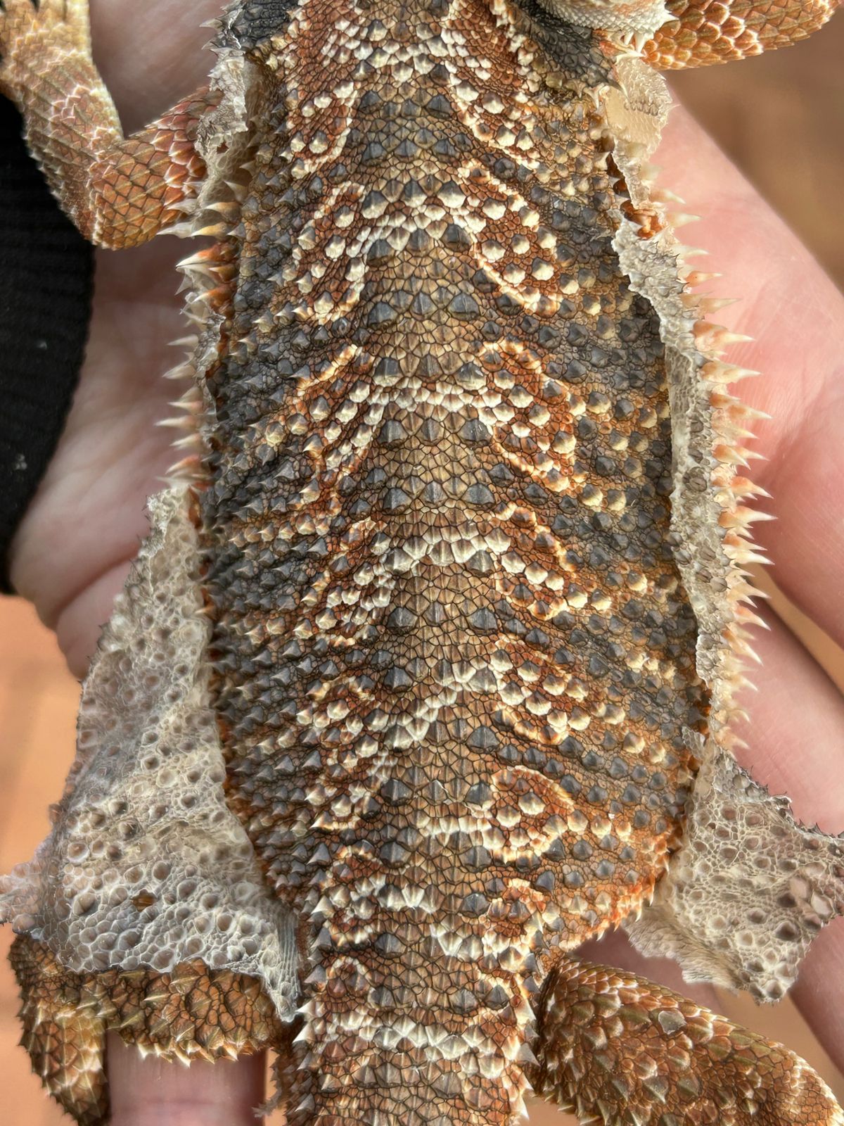 Bearded Dragon Morpheus