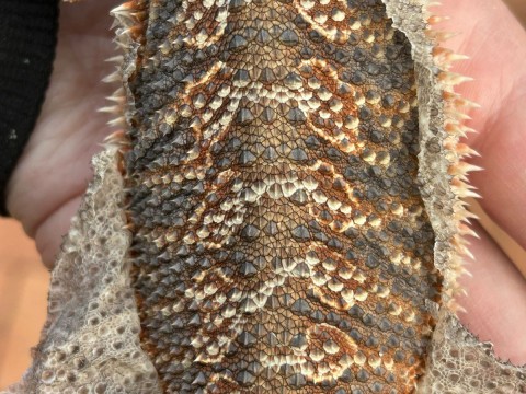 Bearded Dragon — Morpheus